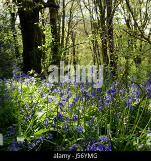 By flowering early, the Bluebell-  Hyacinthoides  Asparagales can carpet the floor of an open woodland in spring Stock Photo