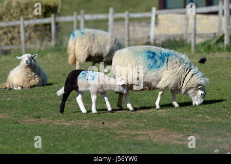 Lamb.  zebra sheep -white lamb with black leg Stock Photo