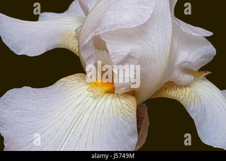 Iris, German Bearded iris, Iris germanica, Studio shot of white coloured flower. Stock Photo