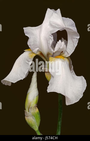 Iris, German Bearded iris, Iris germanica, Studio shot of white coloured flower. Stock Photo