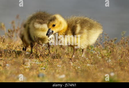 Baby Canada Geese Stock Photo