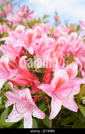 Rhododendron, Rhododendron 'Pink Pearl', Mass of pink coloured flowers growing outdoor. Stock Photo