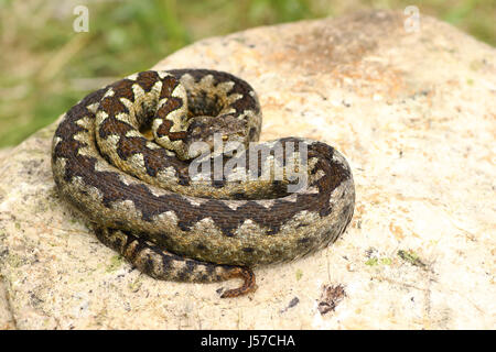 beautiful venomous european snake basking on lime stone, the nose horned viper ( VIpera ammodytes ) Stock Photo