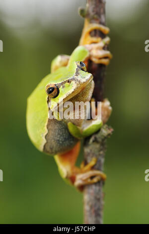 cute european green tree frog ( Hyla arborea ) on a twig Stock Photo