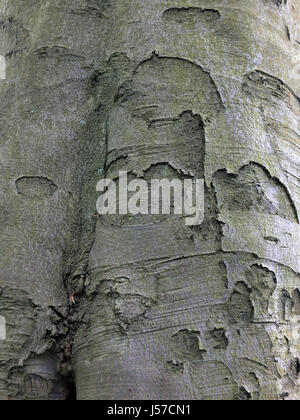 beech tree back with rough texture of a mature tree Stock Photo