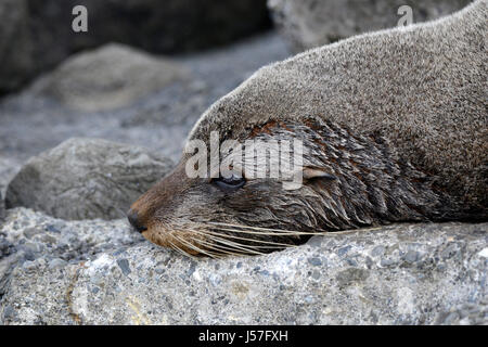New Zealand  fur seal (Kekeno; Arctocephalus forsteri) Stock Photo
