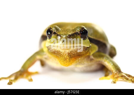 cuteeuropean  tree frog on white background ( Hyla arborea, portrait ) Stock Photo