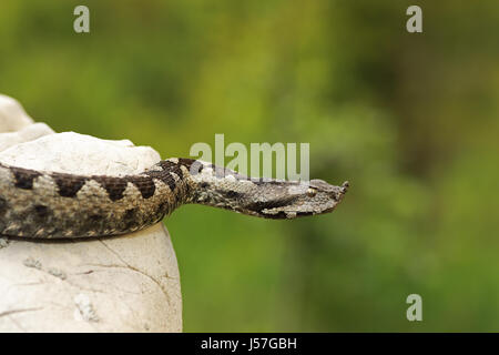 dangerous nose horned viper ( Vipera ammodytes, close up ) Stock Photo