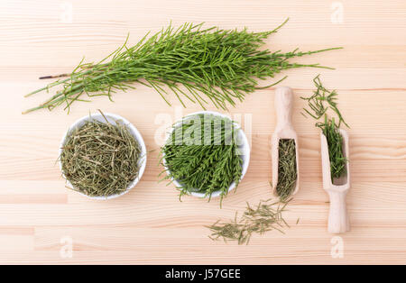 Fresh and dried field horsetail Stock Photo