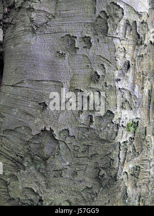 sycamore bark on mature woodland tree