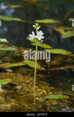 Flower of Water violet (Hottonia palustris) in a river Stock Photo