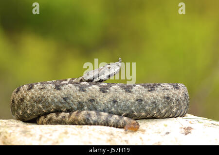 large male nose horned adder from Romania ( Vipera ammodytes ), the most dangerous of european snakes Stock Photo