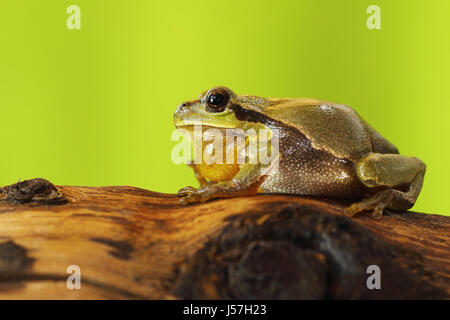 male tree frog singing on wood stump in mating season, calling for females ( Hyla arborea ) Stock Photo