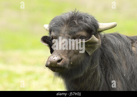 portrait of domestic buffalo over out of focus background ( V - water buffalo, calf ) Stock Photo