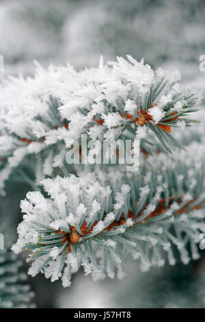 Frost on Fir (Abies) needles with blurred background. Poland, Swietokrzyskie. Stock Photo
