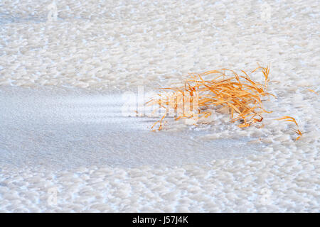 Dry grass cluster on coarse ice surface Stock Photo
