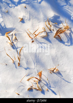 Some of dry grass leaves over snow surface Stock Photo
