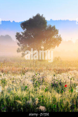 A tree in morning light with delicate fog over meadows and hazy forest stripes. Unfocused meadow on first plane. Poland, Swietokrzyskie, near Bolmin. Stock Photo