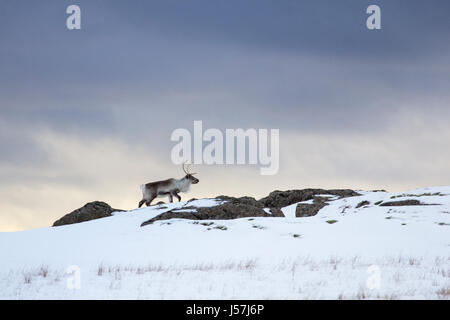 Icelandic reindeer in north east Iceland