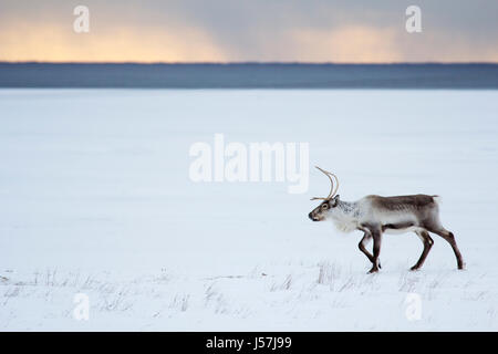 Icelandic reindeer in north east Iceland