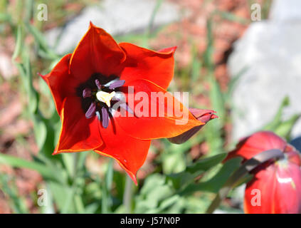 An open red tulip in all its morning glory Stock Photo
