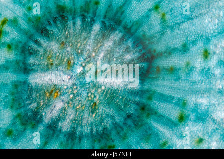 Cross section root centre of the Carrot (Daucus carota subsp. sativus). Brightfield illumination, green stain. Stock Photo