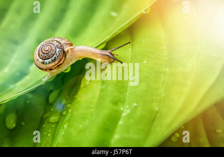 Little snail crawling on green leaf with drops of water on a Sunny day.