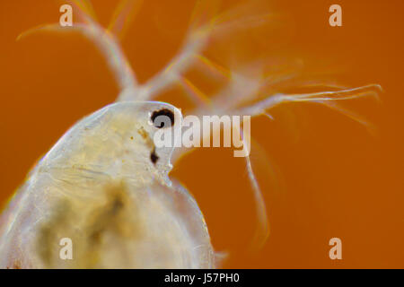 Microscopic view of freshwater water flea (Daphnia magna). Rheinberg illumination. Stock Photo