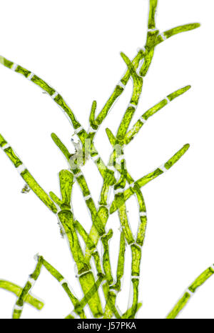 Microscopic view of green algae (Cladophora) branch. Brightfield illumination. Stock Photo