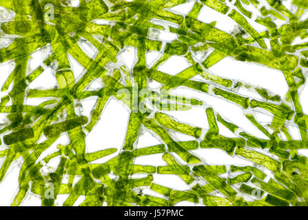 Microscopic view of green algae (Cladophora) cells. Brightfield illumination. Stock Photo