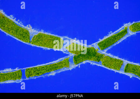 Microscopic view of green algae (Cladophora) cells. Rheinberg illumination. Stock Photo