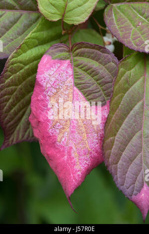 Actinidia kolomikta. Kolomikta vine / Michurin actinidia / Variegated-leaf hardy kiwi leaves in spring Stock Photo