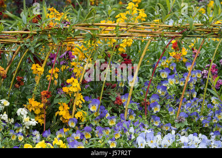 Erysimum. Colourful wallflowers in a spring border. UK Stock Photo