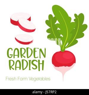 Vector garden radish isolated on white background.Vegetable illustration for farm market menu. Healthy food design poster. Cartoon style vector Stock Vector