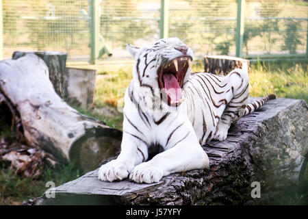 A white albino tiger yawns showing his dangerous teeth. Stock Photo