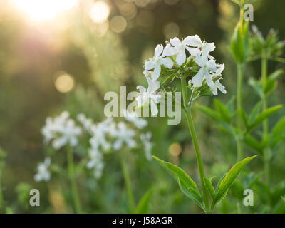 Night-flowering catchfly - Silene noctiflora Stock Photo