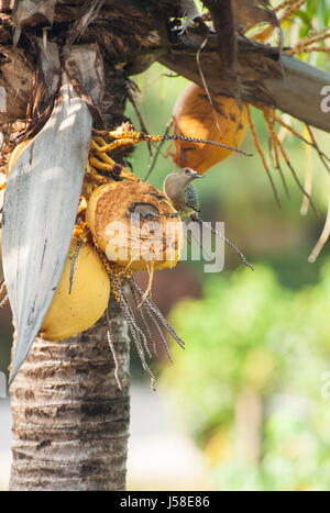 Hoffman's woodpecker sitting on coconut in a palm tree Stock Photo