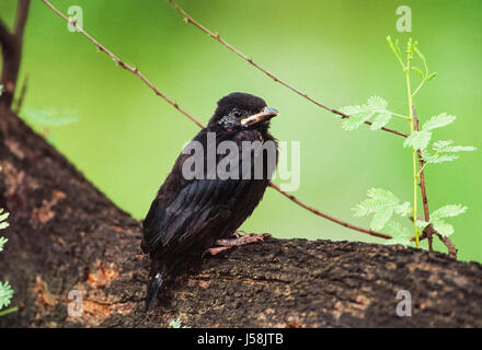 Black Drongo fledgling, Dicrurus macrocercus,perched on branch, Keoladeo Ghana National Park, Bharatpur, Rajasthan, India Stock Photo