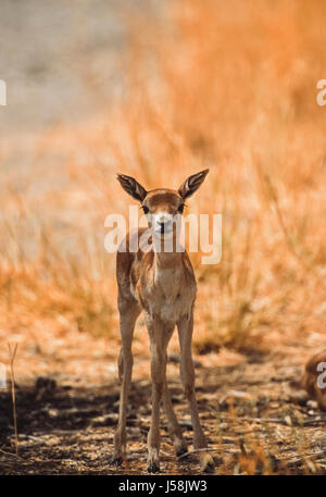 Indian Blackbuck, Antilope cervicapra, Blackbuck National Park, Velavadar, Gujarat, India Stock Photo