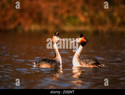 Great Crested Grebe, Podiceps cristatus, Regents Park, London, United Kingdom