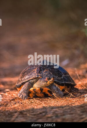 Indian roofed turtle, (Kachuga tecta), Keoladeo Ghana National Park, Bharatpur, Rajasthan, India Stock Photo