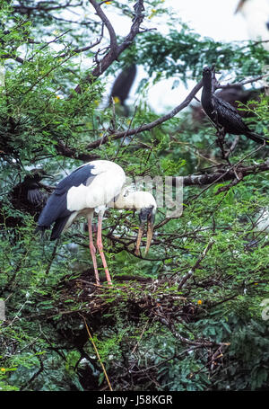 Asian Openbill or Asian Openbill stork, Anastomus oscitans, nesting colony, Keoladeo Ghana National Park, Bharatpur, Rajasthan, India Stock Photo