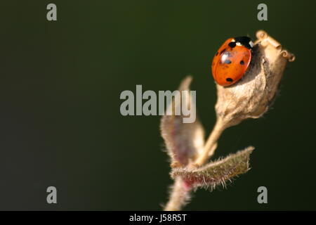 insect beetle plant ladybug siebenpunkt marienkfer siebenpunkt kerbtier Stock Photo