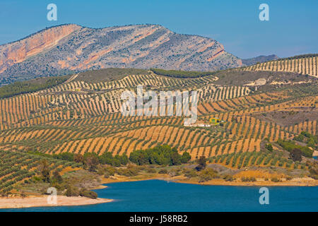 View across Guadalhorce dam, Malaga Province, Andalusia, Spain, to farmland and olive grove beyond. Embalse de Conde de Guadalorce. Stock Photo