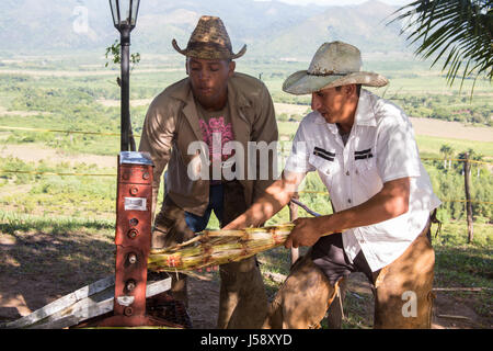 Cane workers pressing sugar cane in Cuba Stock Photo