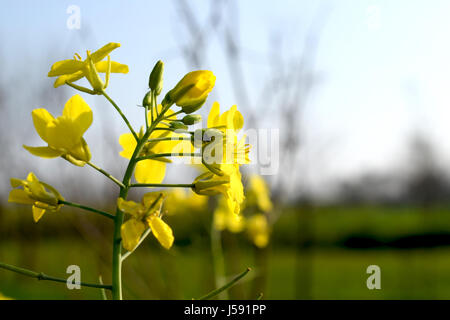 Mustard Flowers in Full Blossom Stock Photo