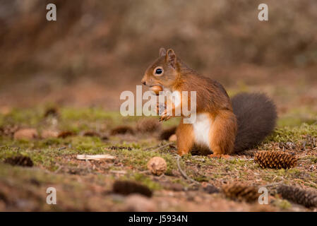 Red Squirrel in Scots Pine wood, Black Isle Stock Photo