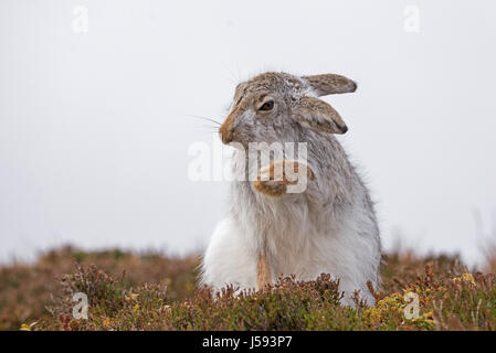 Mountain hare in winter coat grooming (Lepus timidus) Stock Photo