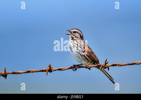 Song sparrow Stock Photo