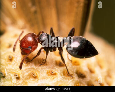 heart gaster ant Stock Photo - Alamy